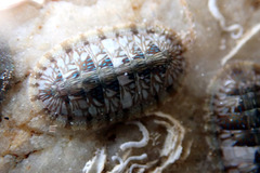 Ischnochiton smaragdinus