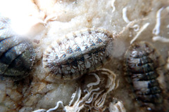 Ischnochiton smaragdinus
