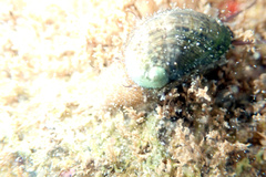 Stomatella impertusa