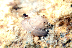 Baseodiscus delineatus