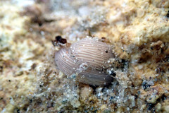 Baseodiscus delineatus