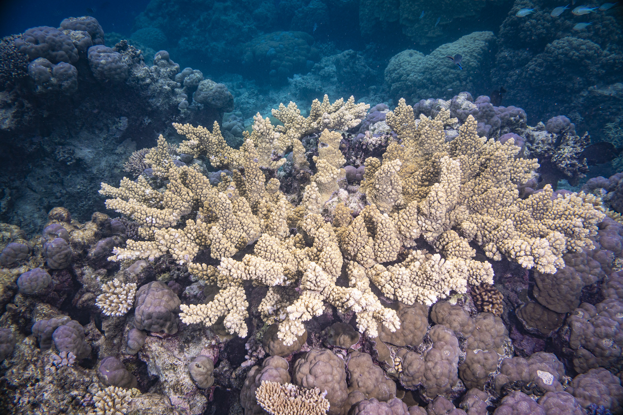White Coral Branch - Acropora Florida - 470×380×190 mm - Catawiki