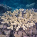 Acropora florida - Photo (c) Damien Brouste, some rights reserved (CC BY-NC), uploaded by Damien Brouste