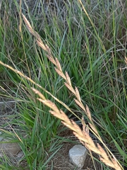 Lolium perenne perenne