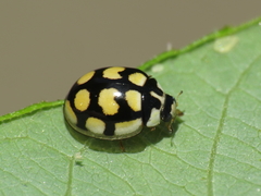 Oenopia lyncea