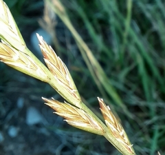 Lolium perenne perenne