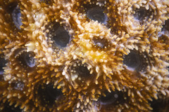 Acanthastrea