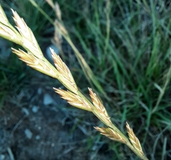 Lolium perenne perenne