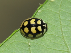 Oenopia lyncea