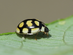 Oenopia lyncea