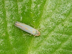 Ferrariana trivittata
