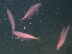 Pseudocaranx georgianus