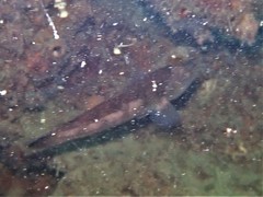 Notolabrus parilus