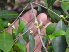 Cyclophyllum coprosmoides