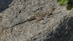 Psammophilus dorsalis