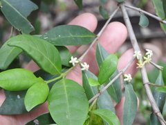 Cyclophyllum coprosmoides