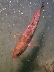 Notolabrus parilus