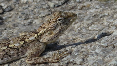 Psammophilus dorsalis