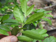 Cyclophyllum coprosmoides