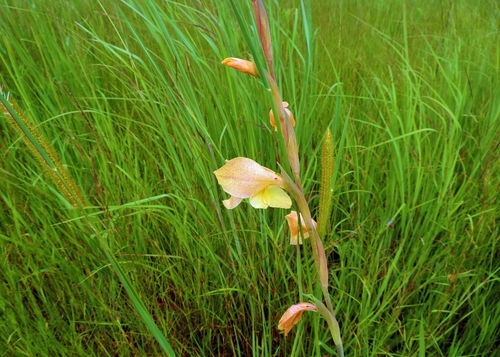 Gladiolus dalenii image