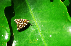 Hemerophila albertiana