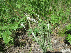 Leontopodium leontopodioides