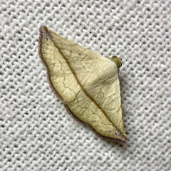 Eublemma perversicolor