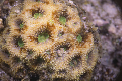 Acanthastrea
