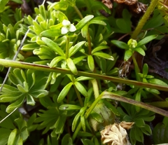 Galium antarcticum