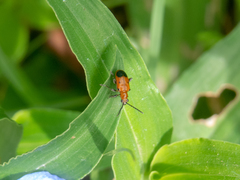 Neolema dorsalis orbignyi