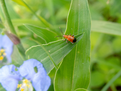 Neolema dorsalis orbignyi