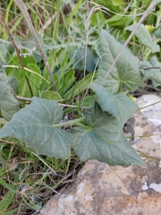 Bryonia syriaca