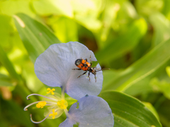 Neolema dorsalis orbignyi