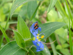 Neolema dorsalis orbignyi