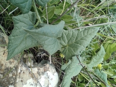 Bryonia syriaca