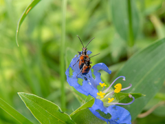 Neolema dorsalis orbignyi