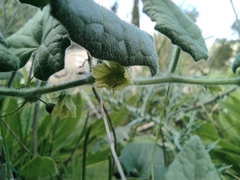 Bryonia syriaca