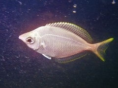 Parequula melbournensis