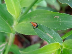 Neolema dorsalis orbignyi