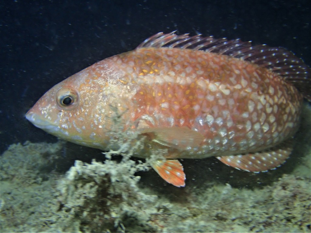 Brown Spotted Wrasse