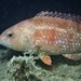 Brownspotted Wrasse - Photo (c) J. Martin Crossley, some rights reserved (CC BY-NC-SA), uploaded by J. Martin Crossley