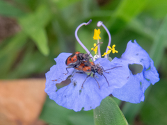 Neolema dorsalis orbignyi