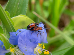 Neolema dorsalis orbignyi