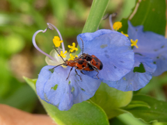 Neolema dorsalis orbignyi