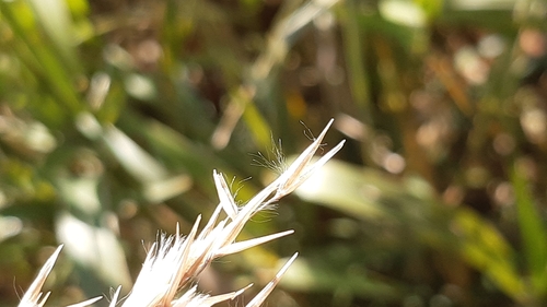Arundo donaciformis