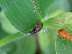 Neolema dorsalis orbignyi