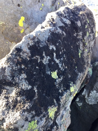 iNaturalist observation photo of coarse rockwool