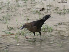 Quiscalus mexicanus