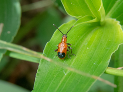 Neolema dorsalis orbignyi