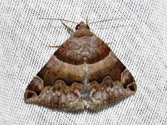 Dysgonia angularis